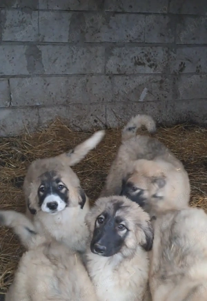 Ciobanesc Românesc Carpatin  - imagine 5