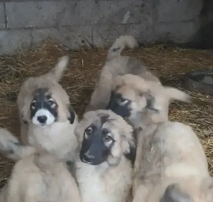 Ciobanesc Românesc Carpatin  - imagine 2