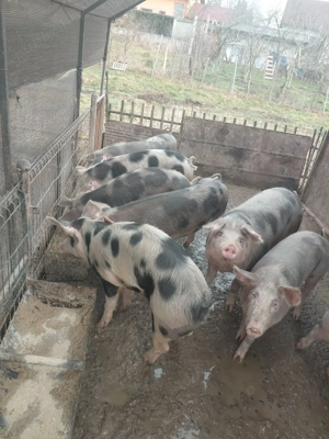 purcele pentru reproducere  - imagine 3