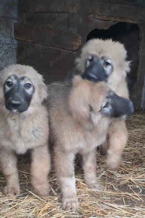 Ciobanesc Românesc Carpatin  - imagine 4