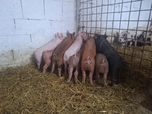 de vanzare purcei duroc 11buctai 8mascuri si trei scrofite
