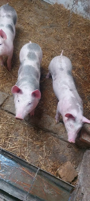 Disponibili 2 purcei ne castrati 