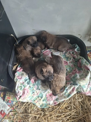 Lup Belgian - imagine 4