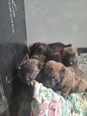 Lup Belgian - imagine 2