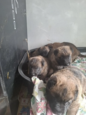 Lup Belgian - imagine 3