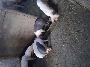 Purcei  ab de Banat cu  basna și  scroafă basna cu purcei  - imagine 2