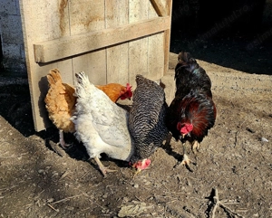 Gaini, cocosi si ratoi