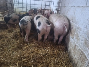 de vanzare soldani de carne manca uscat si laturi mascuri castrati 