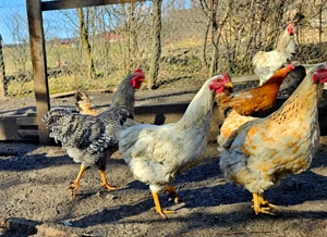 Gaini, cocosi si ratoi - imagine 5