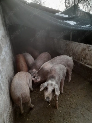 vind porci - imagine 3
