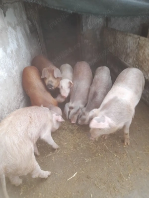 vind porci - imagine 2