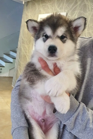 Pui Malamut de Alaska cu Pedigree - calitate exceptionala