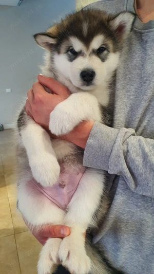 Pui Malamut de Alaska cu Pedigree - calitate exceptionala - imagine 3