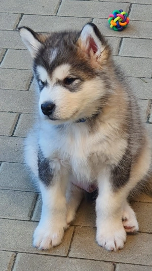 Pui Malamut de Alaska cu Pedigree - calitate exceptionala - imagine 2