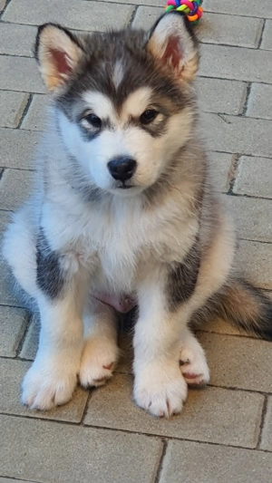 Pui Malamut de Alaska cu Pedigree - calitate exceptionala - imagine 5