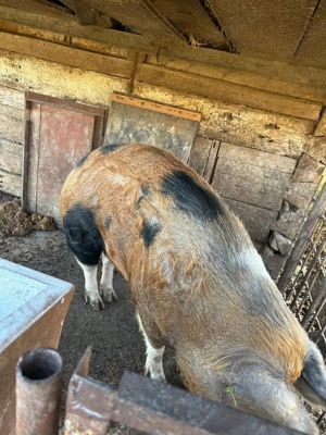 URGENT! Porc de vanzare - imagine 4