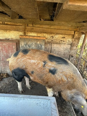 URGENT! Porc de vanzare