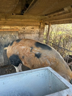 URGENT! Porc de vanzare - imagine 5