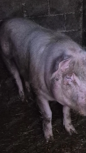 De vânzare  - imagine 2