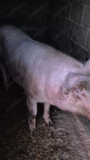 De vânzare  - imagine 5