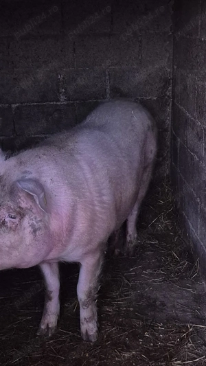 De vânzare  - imagine 4