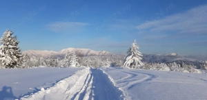 Vand teren 47.8 HA intravilan + extravilan Moisei Viseu - imagine 7