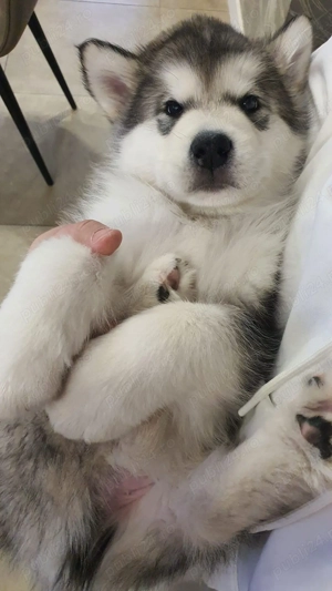 Pui Malamut de Alaska cu Pedigree - calitate exceptionala - imagine 4