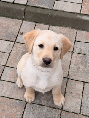 Vand pui de labrador retriver-9 sapt- vaccinat, microcipat, carnet de sanatate. - imagine 4