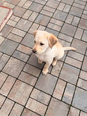 Vand pui de labrador retriver-9 sapt- vaccinat, microcipat, carnet de sanatate. - imagine 3