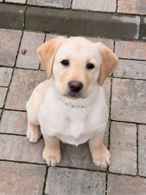 Vand pui de labrador retriver-9 sapt- vaccinat, microcipat, carnet de sanatate. - imagine 2
