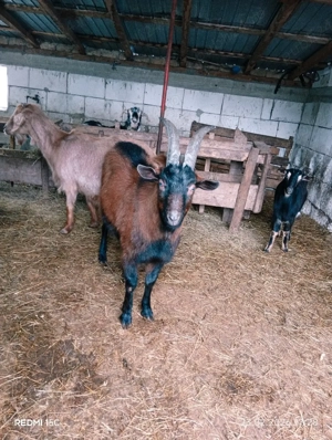 Vînd s-au schimb Țap alpin Francez  - imagine 5