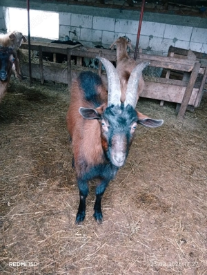 Vînd s-au schimb Țap alpin Francez  - imagine 4