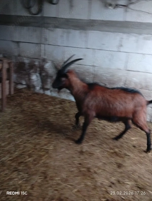 Vînd s-au schimb Țap alpin Francez  - imagine 2