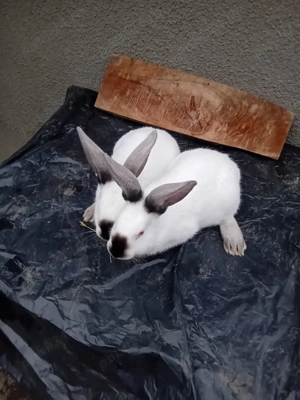 Vand iepuroi ut cu panon - imagine 3