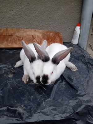 Vand iepuroi ut cu panon - imagine 2