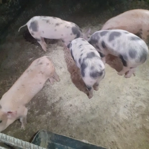 vand purcei - imagine 2