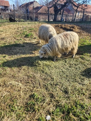 Vand o mioara si 2 miele - imagine 2