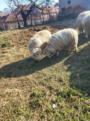 Vand o mioara si 2 miele - imagine 4