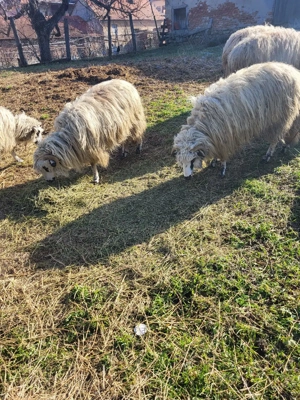 Vand o mioara si 2 miele - imagine 3