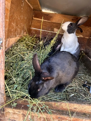 iepeurasu dragalasi de vanzare  - imagine 4