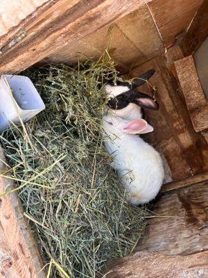 iepeurasu dragalasi de vanzare  - imagine 2