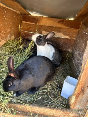 iepeurasu dragalasi de vanzare  - imagine 3