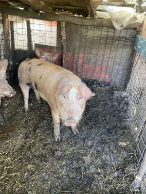 vând porc  - imagine 3