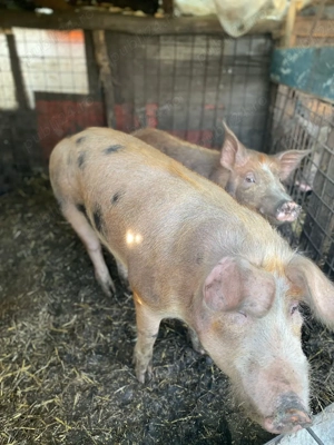 vând porc  - imagine 2