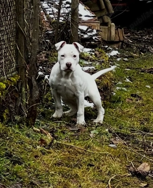 Vând femela American Bully -   exemplar deosebit - imagine 2