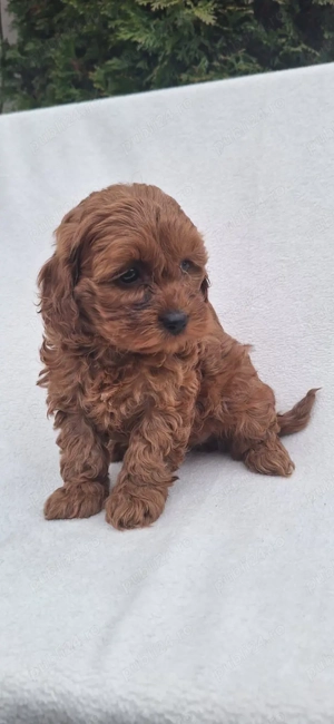 Vand Maltipoo deosebiti pudel + bichon 