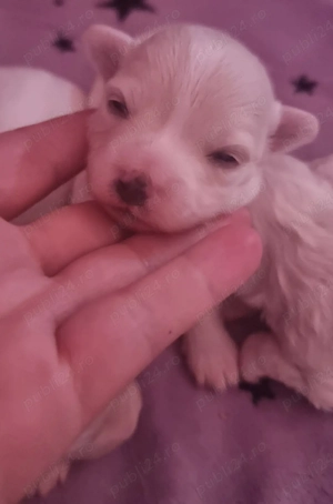 Bichon maltez talie medie disponibil 