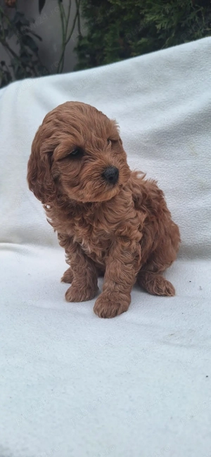 Vand Maltipoo deosebiti pudel + bichon  - imagine 4