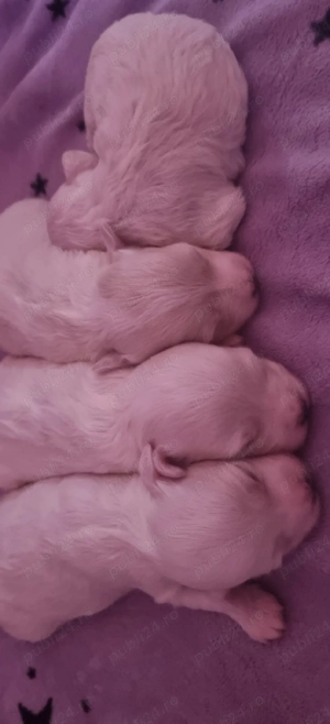 Bichon maltez talie medie disponibil  - imagine 4