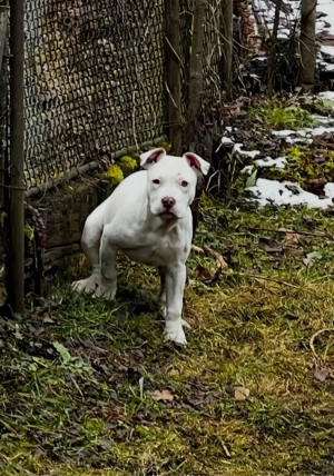 Vând femela American Bully -   exemplar deosebit - imagine 4